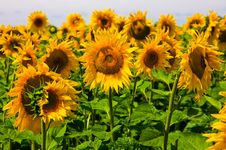Sunflowers Royalty Free Stock Photo Sunflowers Royalty Free Stock Photo