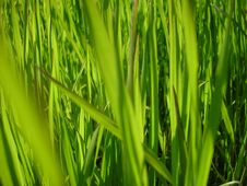 Green Grass Stock Photo