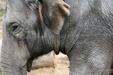 Elephant Royalty Free Stock Images