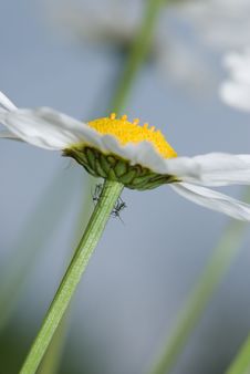 Daisy And Insects Royalty Free Stock Photo Daisy And Insects Royalty Free Stock Photo