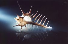 Murex Seashell Royalty Free Stock Photo Murex Seashell Royalty Free Stock Photo