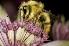 Bumblebee Pollinating Flower Royalty Free Stock Images