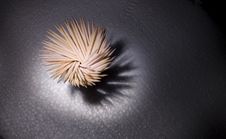 Toothpick Royalty Free Stock Image Toothpick Royalty Free Stock Image