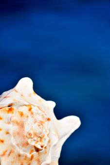 Seashell With Sea Background Stock Images