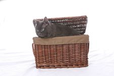 Black Cat Coming Out Of Wicker Basket Stock Photo