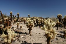 Cholla Cactus Royalty Free Stock Photos Cholla Cactus Royalty Free Stock Photos