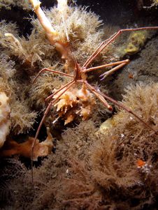 Arrow Crab Under Bridge Stock Photography Arrow Crab Under Bridge Stock Photography