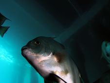 Fish Under Bridge Royalty Free Stock Photography Fish Under Bridge Royalty Free Stock Photography