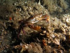Crab Under Bridge Royalty Free Stock Photography Crab Under Bridge Royalty Free Stock Photography