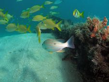Fish Under Bridge Stock Photos Fish Under Bridge Stock Photos