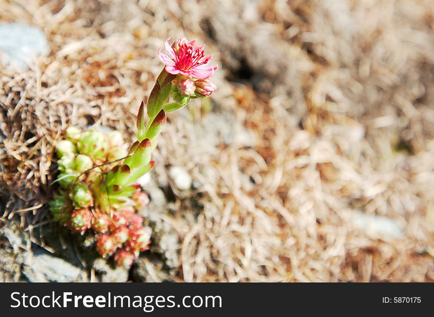 Sempervivum arachnoideum: Houseleeks or Liveforever alpine succulent plant, also known as Hen and chicks. Sempervivum arachnoideum: Houseleeks or Liveforever alpine succulent plant, also known as Hen and chicks