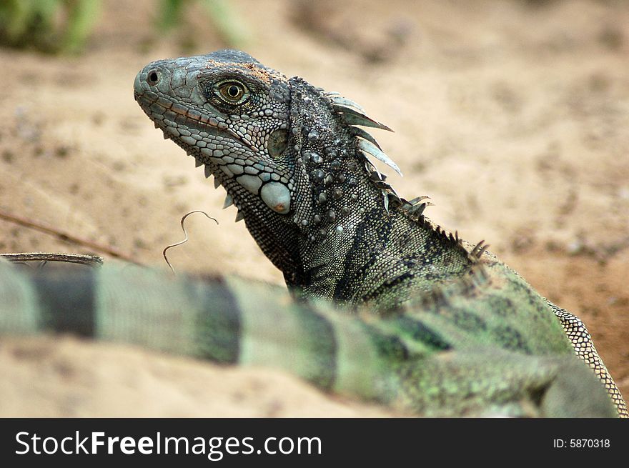 The Green iguana is a reptile commonly found in captivity as a pet and grows to 1.5 meters in length from head to tail. This was taken in La Selva, near Luquillo Puerto Rico. The Green iguana is a reptile commonly found in captivity as a pet and grows to 1.5 meters in length from head to tail. This was taken in La Selva, near Luquillo Puerto Rico.