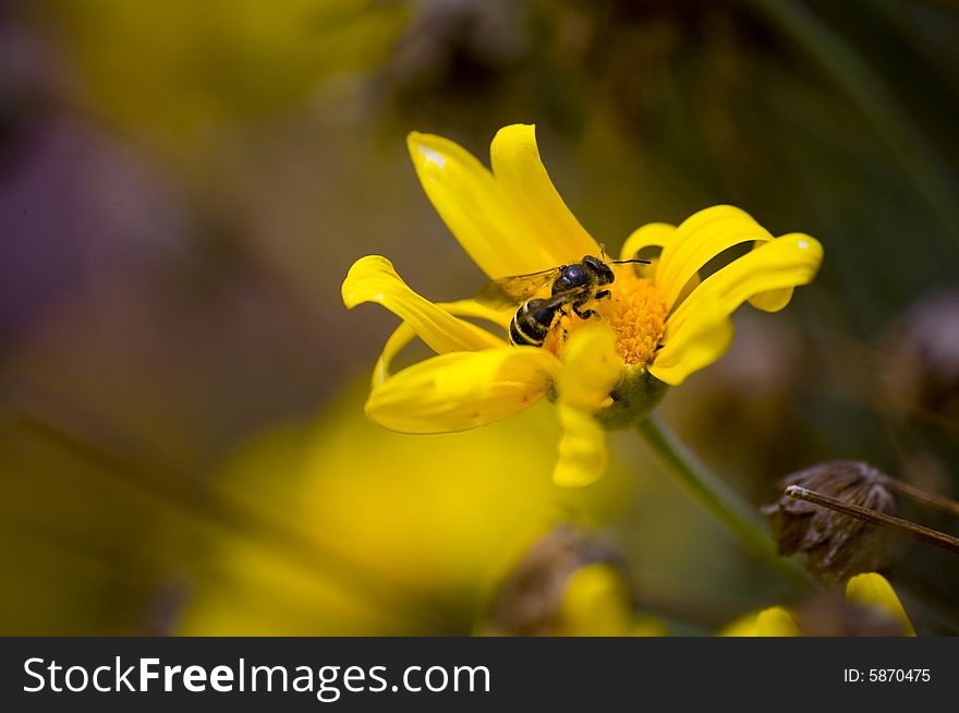 Bee close up macro shot on flower