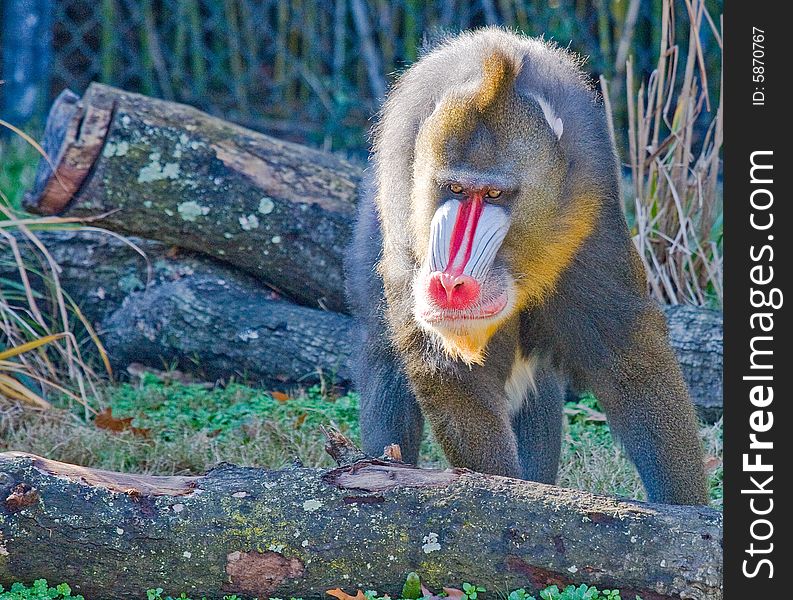 A mandrill stalking in the early morning