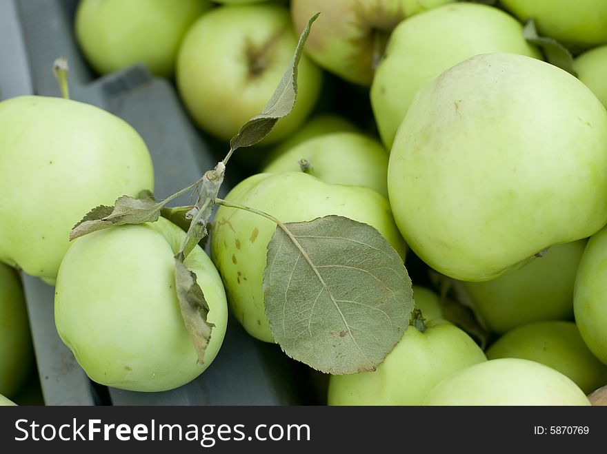 A group of beautiful green apples.