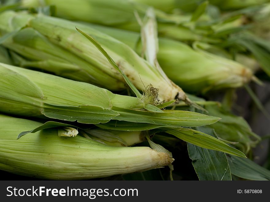 A group of beautiful corn with husk on it.