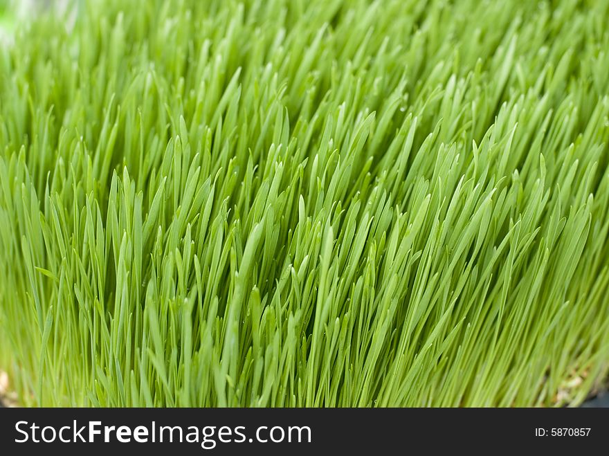 A closeup of the grass. A closeup of the grass