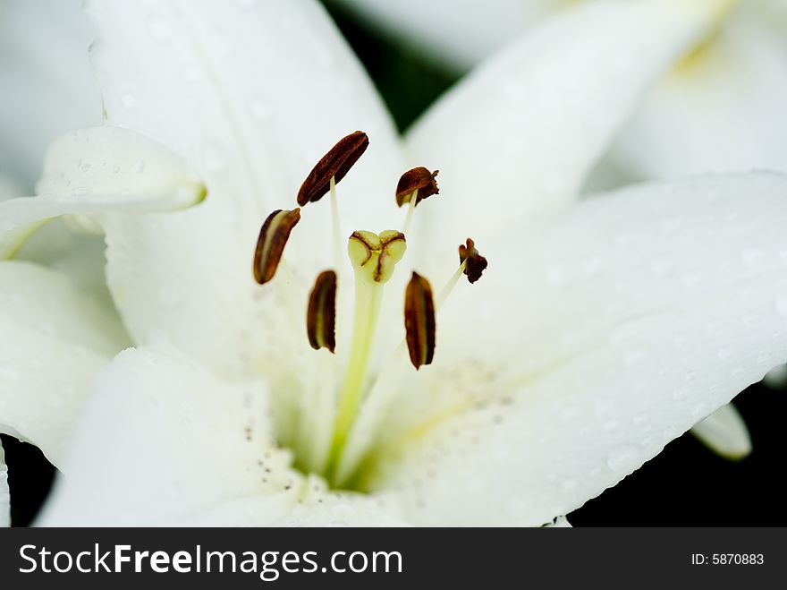 A closeup of a white flower. A closeup of a white flower.