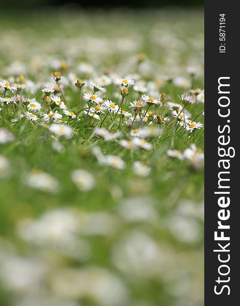 A Daisy strewn lawn. Soft focus to top and bottom, sharp focus to middle. A Daisy strewn lawn. Soft focus to top and bottom, sharp focus to middle.