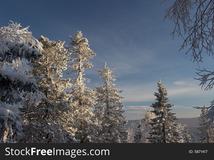 Winter sunlight