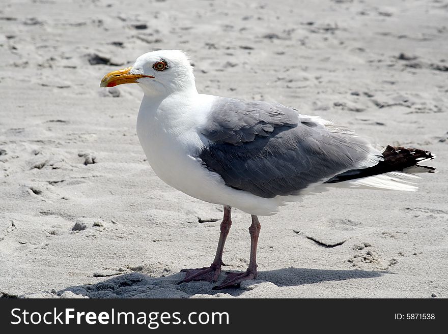 A seagull at the beach posing for the camera. A seagull at the beach posing for the camera.