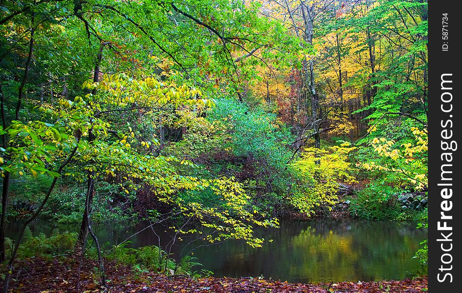 Leaves beginning to turn on the Mianus River. Leaves beginning to turn on the Mianus River.