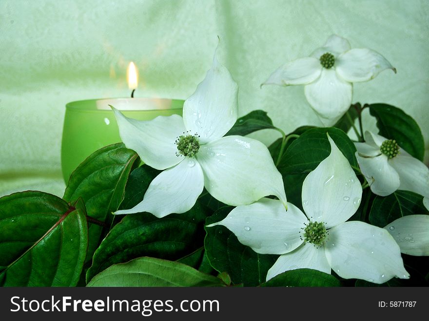 Dainty dogwood blossoms with glowing candle.