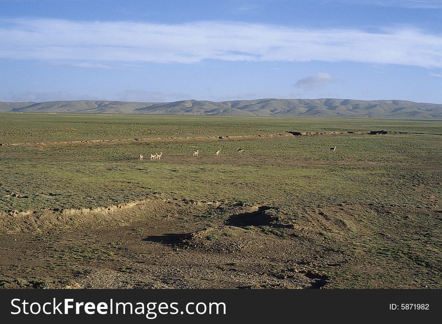 Oryx In Qinghai-Tibet Platean