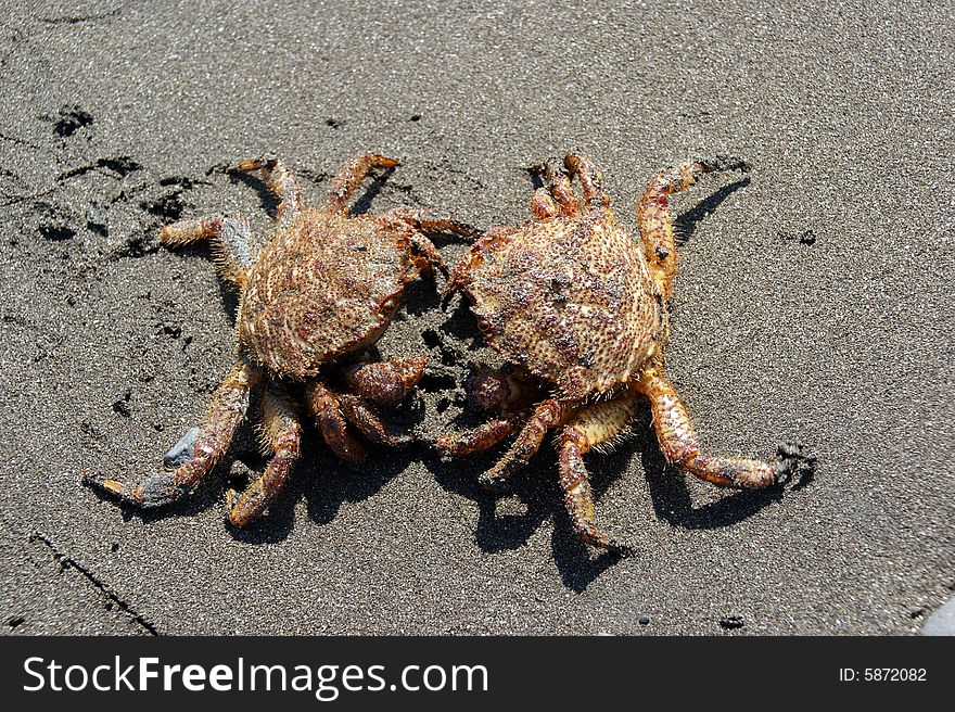 Two crabs were met ashore Pacific ocean. Two crabs were met ashore Pacific ocean.
