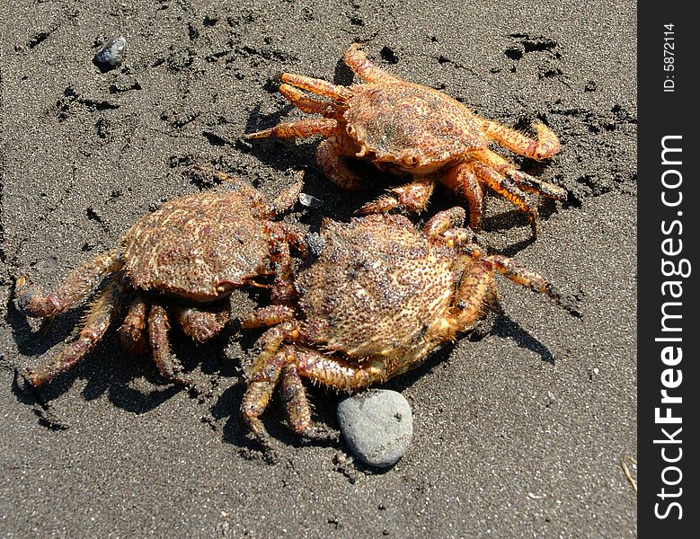 Three crabs were met ashore Pacific ocean. Three crabs were met ashore Pacific ocean.