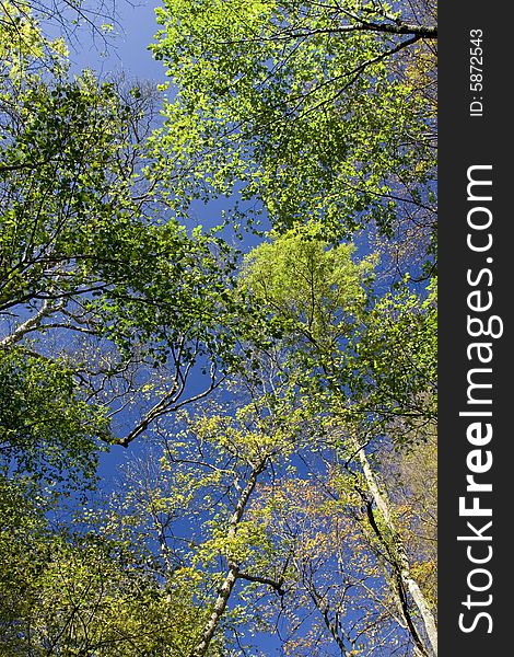 Fall maple trees glowing in sunshine with blue sky background