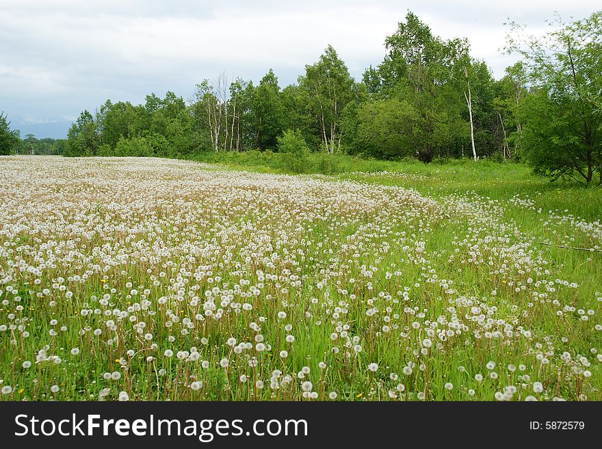 The Beautiful meadow with ripened dandelion. The Beautiful meadow with ripened dandelion.
