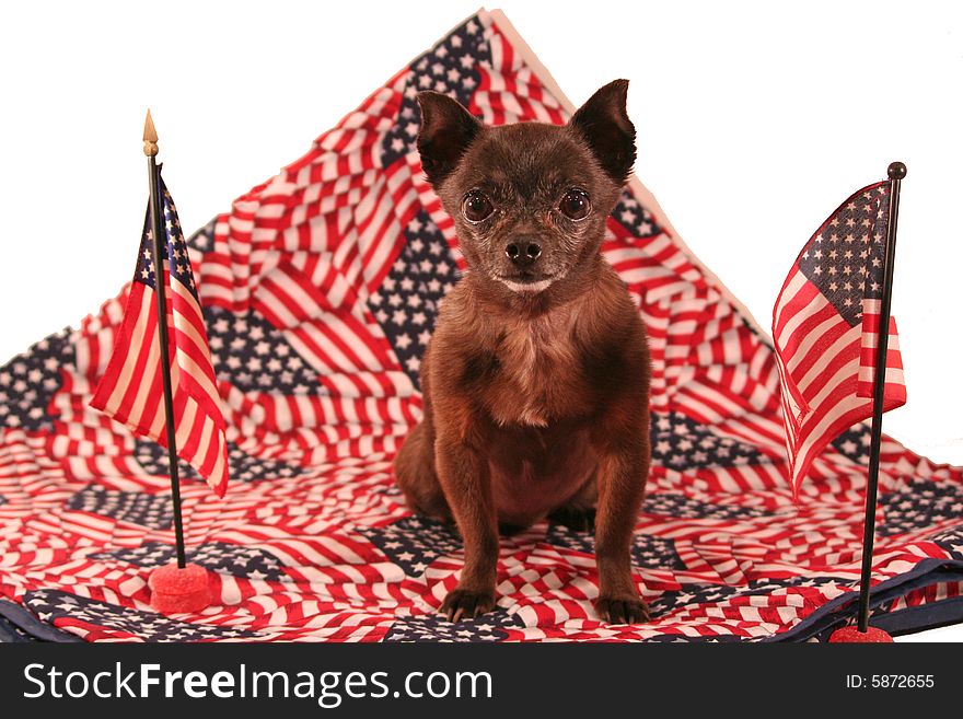 A little chihuahua is ready for the USA's Fourth of July or Memorial Day or Flag Day. He's sitting on red, white and blue fabric with two flags closeby. A little chihuahua is ready for the USA's Fourth of July or Memorial Day or Flag Day. He's sitting on red, white and blue fabric with two flags closeby.