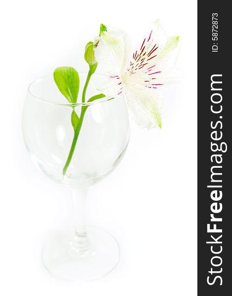 Empty crystal glass with white amaryllis