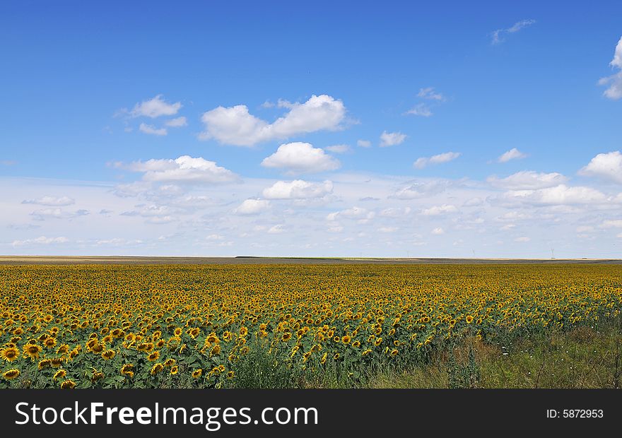 Sunflower field on blue sky