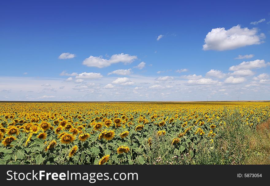 Sunflower Field