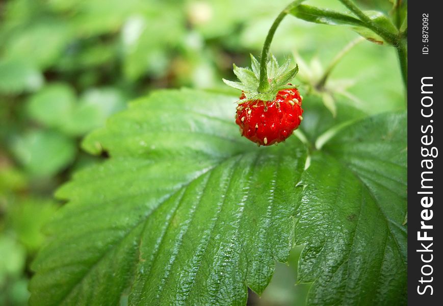 Red wild strawberry in the forest
