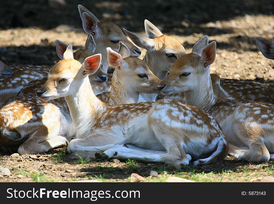 New born Fawns on their first days