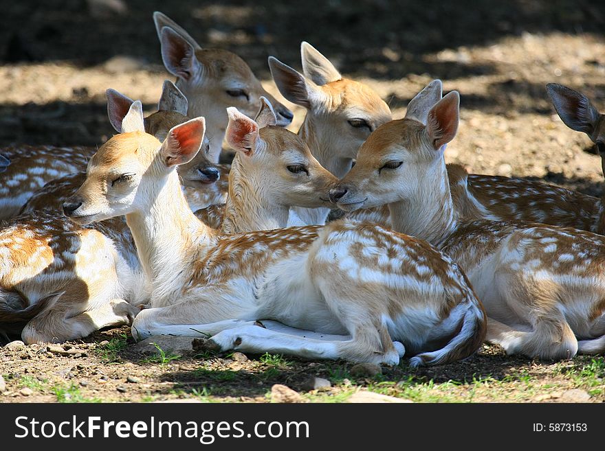 New born Fawns on their first days