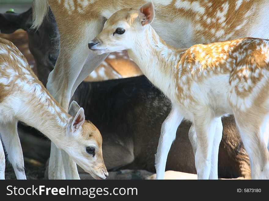 New born Fawns on their first days