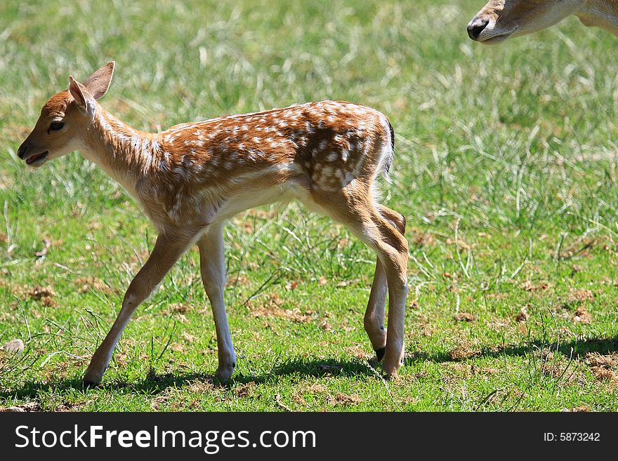 New born Fawns on their first days