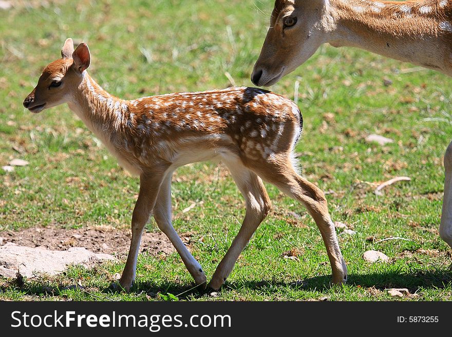 New born Fawns on their first days