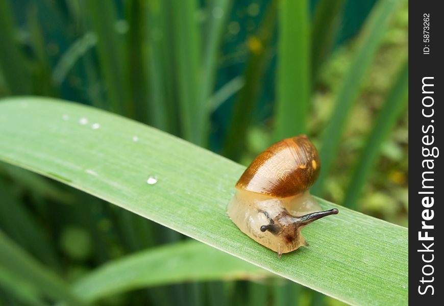 Snail close-up on green grass. Snail close-up on green grass