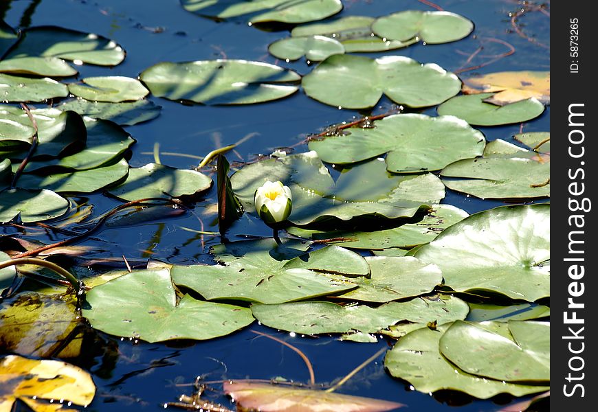 Leaves and water lily