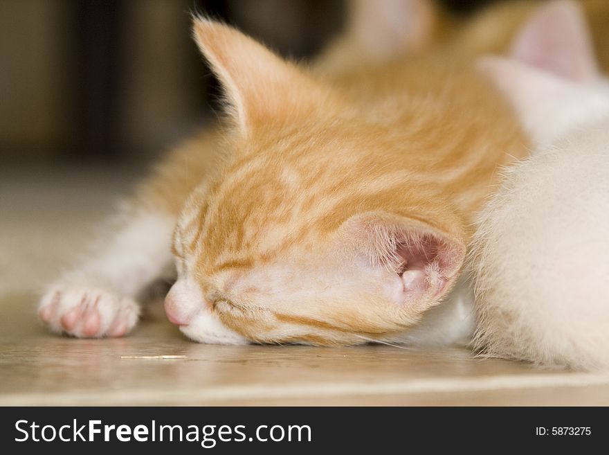 Orange and white kitten sleeping on a tile floor. SELECTIVE FOCUS. Orange and white kitten sleeping on a tile floor. SELECTIVE FOCUS.