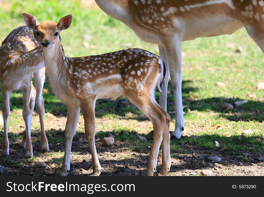 New born Fawns on their first days