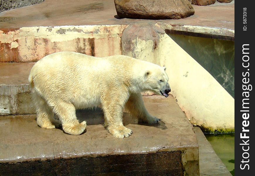 The beautiful polar bear in a zoo shows language.