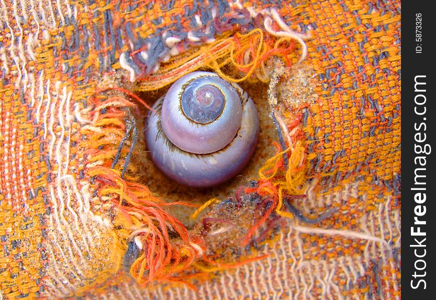 Photo of a cockleshell in a hole in a plaid.