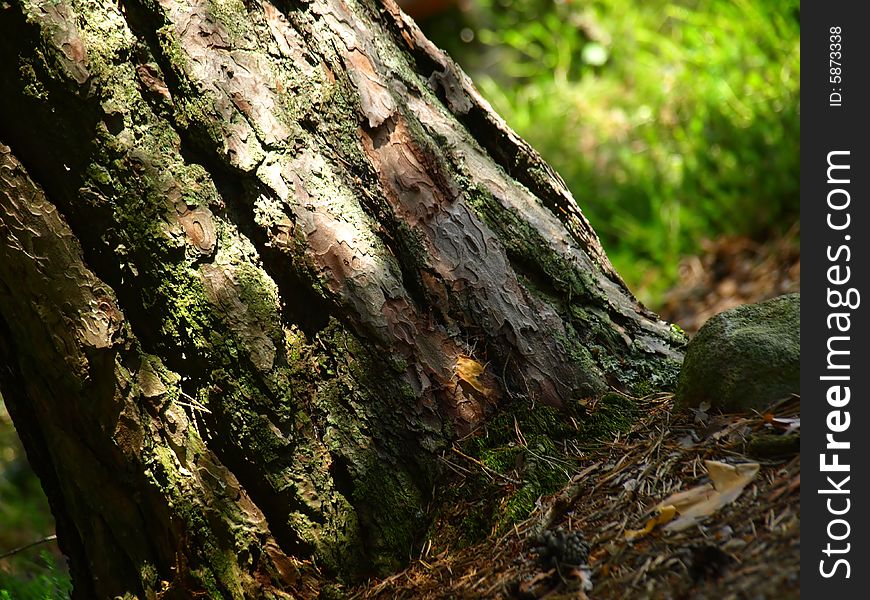 A suggestive shot of the basis of a tree in a forest