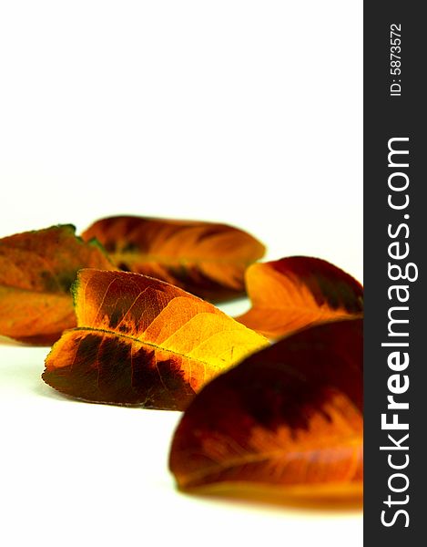 Autumn leaves isolated against a white background